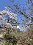越前大野城と桜…