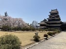 松本城　天守と満開の桜…