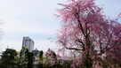 庭園の枝垂れ桜…