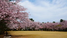 小竹籔の桜