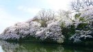 池の端壕側本丸土塁の桜…