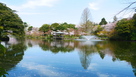 中の島の桜