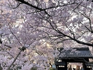 二ノ丸から見る桜と問屋門(移築)…