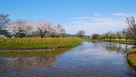 東側水堀と桜