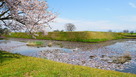 桜と本丸土塁