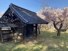 高遠城　移築旧大手門と満開の桜　裏から…