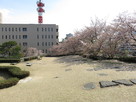 桜の花びら散る天守台跡…