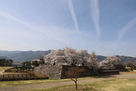 桜と石垣とコントレイル…