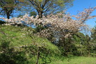 東郷槇山城 千畳敷の土塁（南面）と桜