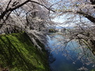 二の丸北側土塁の桜と堀…