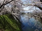 二の丸北側土塁の桜と堀…