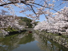 春の内堀の風景…