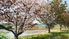 東側水堀側桜と本丸土塁…