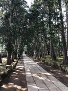 慶元寺の杉木立