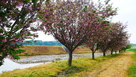 東側水堀沿の桜並木…