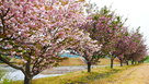 東側水堀沿いの八重桜…