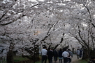 桜のトンネル