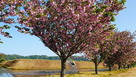 満開の八重桜と本丸土塁…