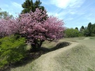 土塁と八重桜