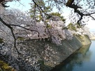 桜満開の石垣と内堀…
