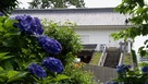 銅門と青い紫陽花…