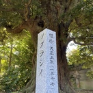 龍淵寺椎の木