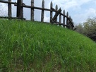 本丸虎口横にある土塁と復元された城柵…