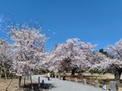 緑の園の桜