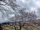 二の丸御殿跡の桜…