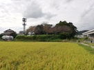 竹本城遠景