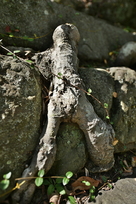 人の形をした木の根っこ２…