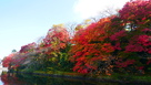 池の端壕の紅葉…