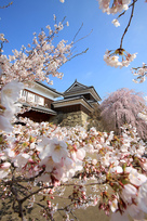 上田城跡公園の千本桜…