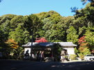 春日神社社殿と裏山…