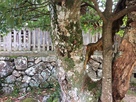 「先が見通せる」木の穴（本丸神社）…