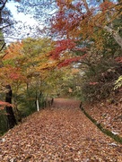 城山公園内にて紅葉の絨毯…