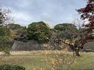 蓮池堀越しに見た本丸石垣