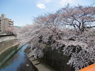 金剛寺付近の桜と石神井川…