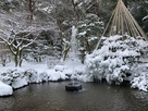 早朝の兼六園にて、噴水としぶきで凍った雪…