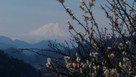 登城道から見る富士と桜…