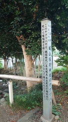 城山稲荷神社のヤブツバキ…
