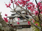 梅の花咲く松山城…