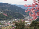 城から見た桜並木
