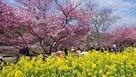 河津桜と菜の花…