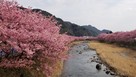 河津桜と河津川