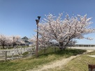桜と復元櫓