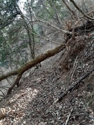 登城路を塞ぐ倒木