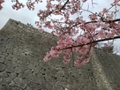 咲き始めの桜と高石垣…