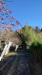 桜と桔梗坂