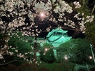 夜桜の天守北側